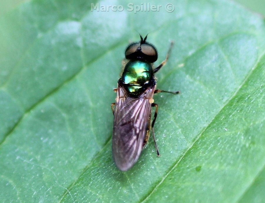 Chloromyia formosa